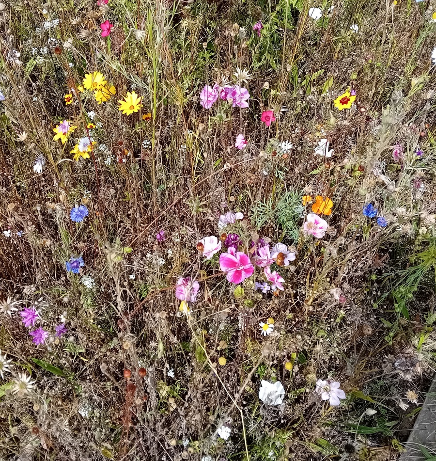  les jardins pour butineuses 