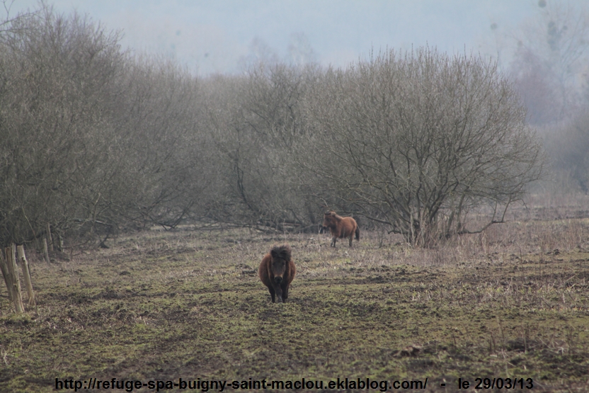 Poneys d'Epagne Epagnette - photos du 29/03/13 page 1/2