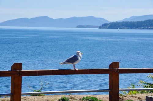 Jour 24 - de Courtenay à Victoria