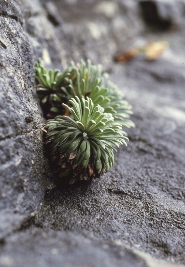 saxifrages sur le chemin de la Mâture (novembre 1983)