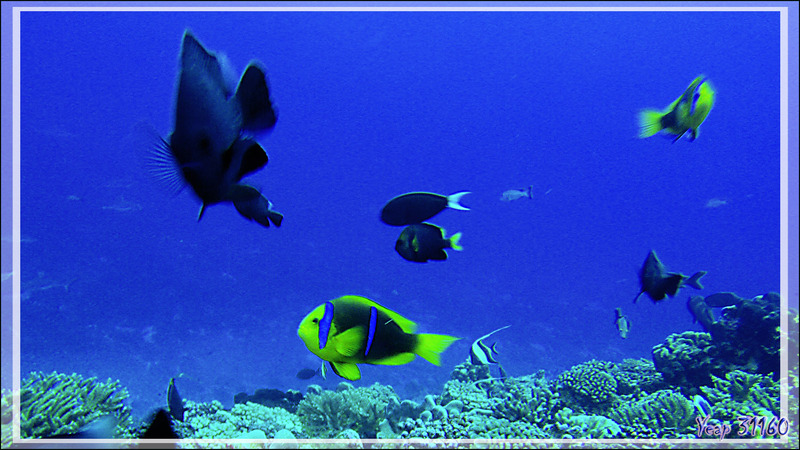 Poisson-clown à nageoires jaunes, Orangefin anemonefish (Amphiprion chrysopterus) - Passe Tumakohua (passe sud) - Atoll de Fakarava - Tuamotu - Polynésie française