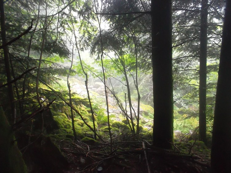 Vosges-la tête des cuveaux/le massif de Fossard