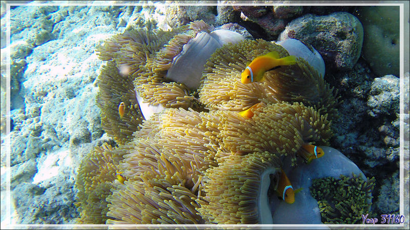 Poissons-clowns des Maldives, Maldives anemonefish (Amphiprion nigripes) et Anémones magnifiques - Snorkeling à Thudufushi - Atoll d'Ari - Maldives