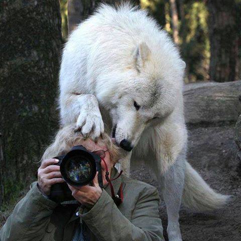 C  P  LOUPS  et  AUTRES