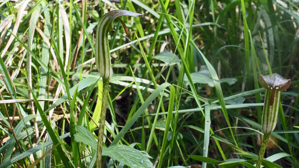 fragon et capuchon de moine 24/5