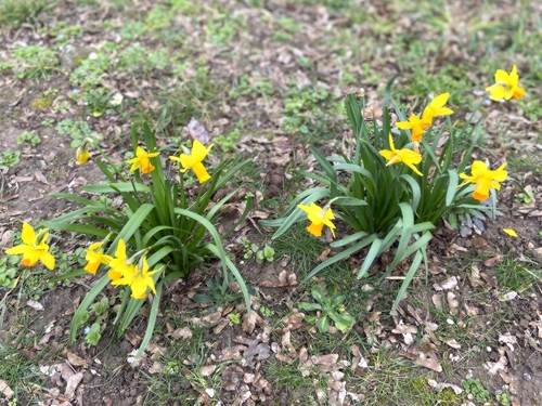 Premières fleurs de printemps - Jonquilles