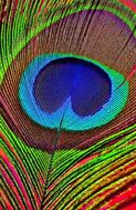 Amazing Colour Mix in Peacock Feather | See more Amazing Snapz