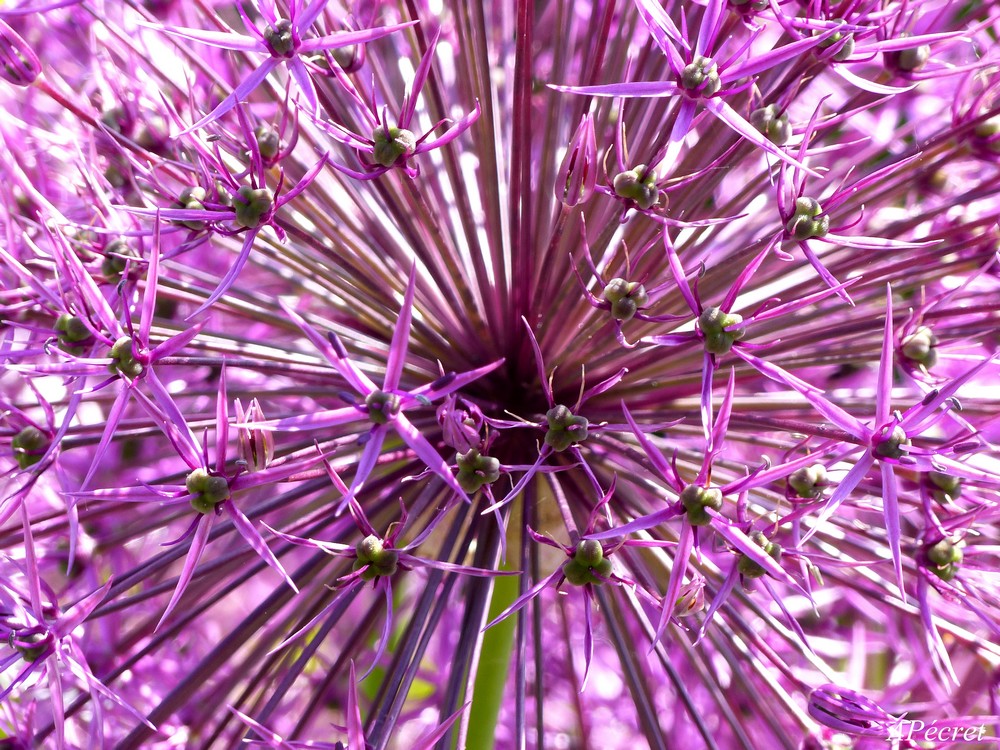 Faune et Flore au Jardin des Plantes