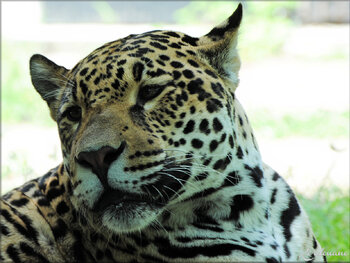 Photo de Jaguar - nouveauté au Zoo de Pessac