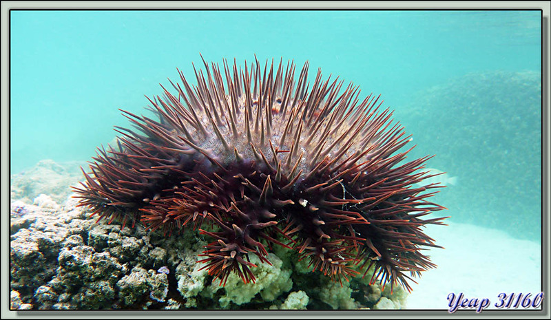 Plongée en apnée dans le lagon : étoile de mer acanthaster - Moorea - Polynésie française