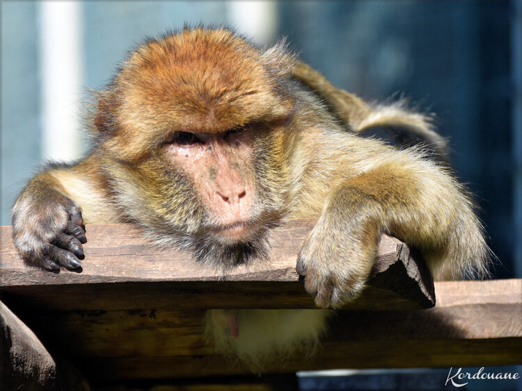 Photo de Magots ou Macaques de Barbarie - Beauval