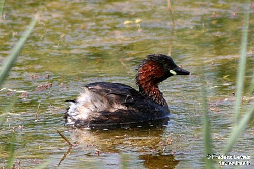 grebe.castagneux.frle.1g