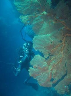 OVULIDAE, Phenacovolva angasi - Hienghene Nouvelle Caledonie - Cliquer pour agrandir