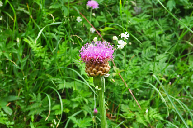 Au bord du chemin... comme un jardin