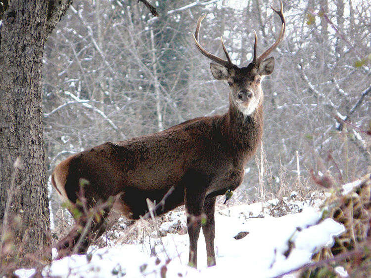 Randonnée "Au pays de l'ours et des cerfs": le cerf et la mésange - Sengouagnet - 31