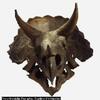 Un crâne de Tricératops