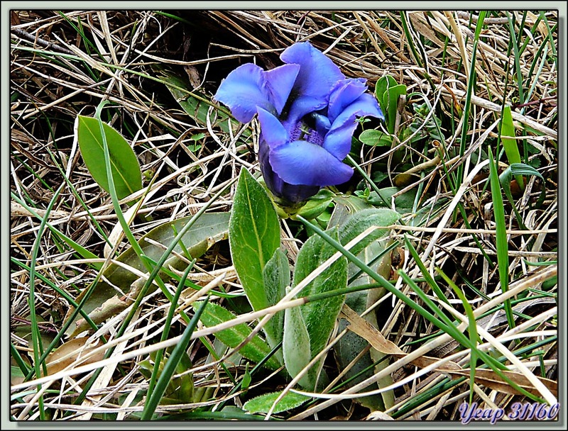 Gentiane alpine (Gentiana alpina) - Saint-Martin-en-Vercors - 38  (Flore)
