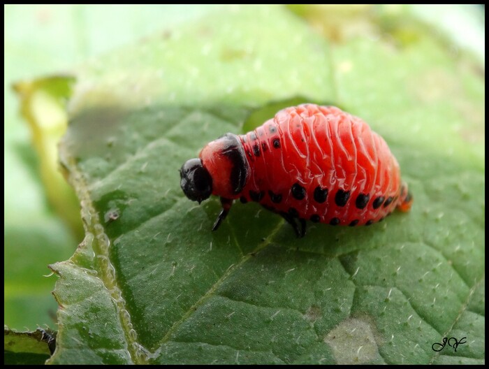 Leptinotarsa decemlineata.