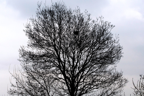 Des arbres en hiver ...