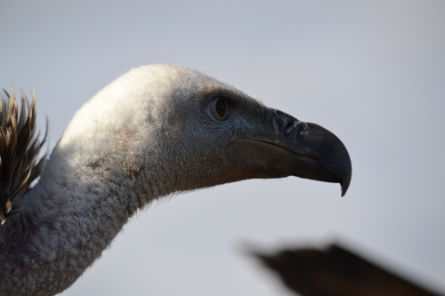 Spectacle d'oiseaux en vol libre