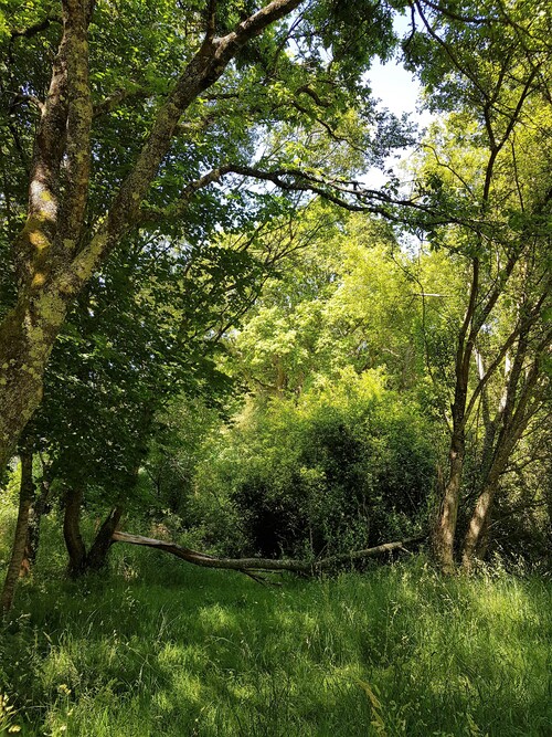 Domaine du Lain à Gestel Morbihan Bretagne - Promenons nous dans les bois