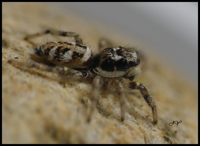 Salticus scenicus.