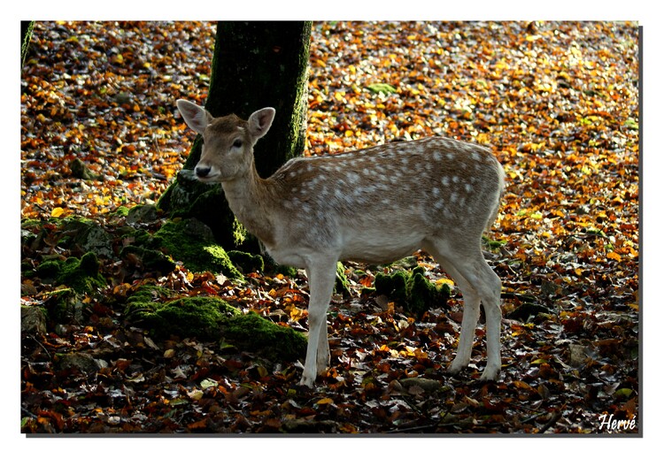 Promenons-nous dans les bois (3).