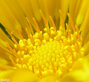 Gazania rigens  -  gazanie-gazania