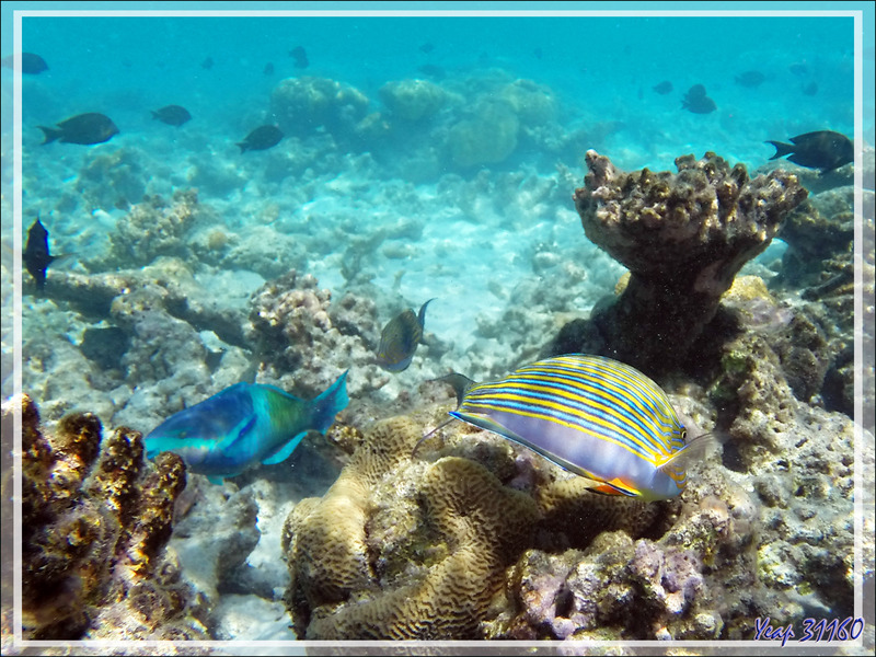 Snorkeling : Chirurgien clown, Chirurgien à lignes bleues, Chirurgien zèbre, Lined surgeonfish (Acanthurus lineatus) - Moofushi - Atoll d'Ari - Maldives