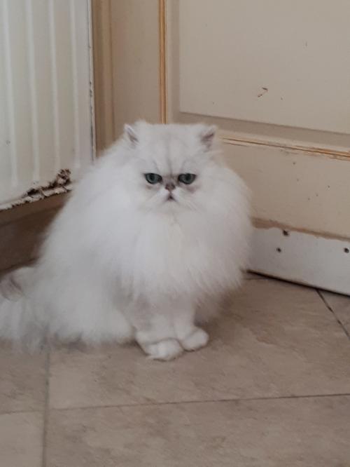IVANHOE DE MANISA