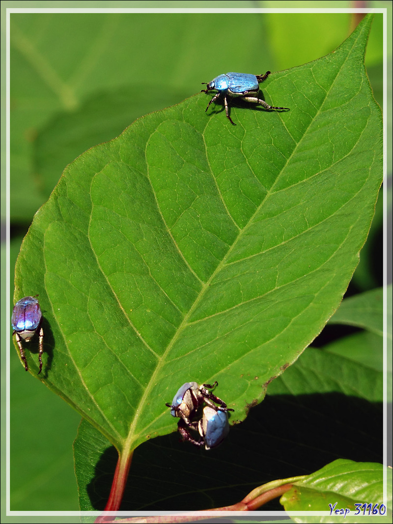 Scarabée Hoplie bleue (Hoplia coerulea) - Aspet - 31