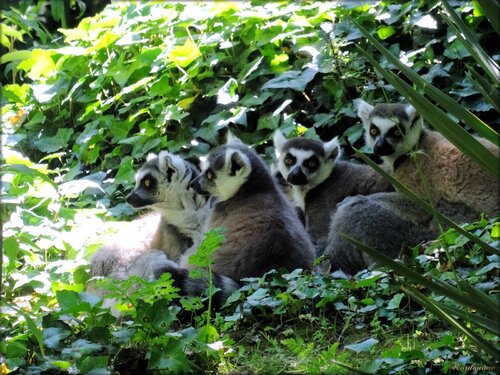 Maki Catta (Zoo des Sables d'Olonne)