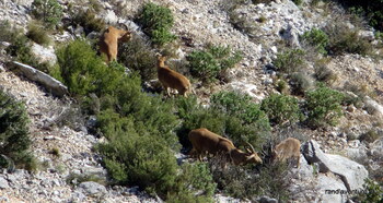 Mouflons à manchettes