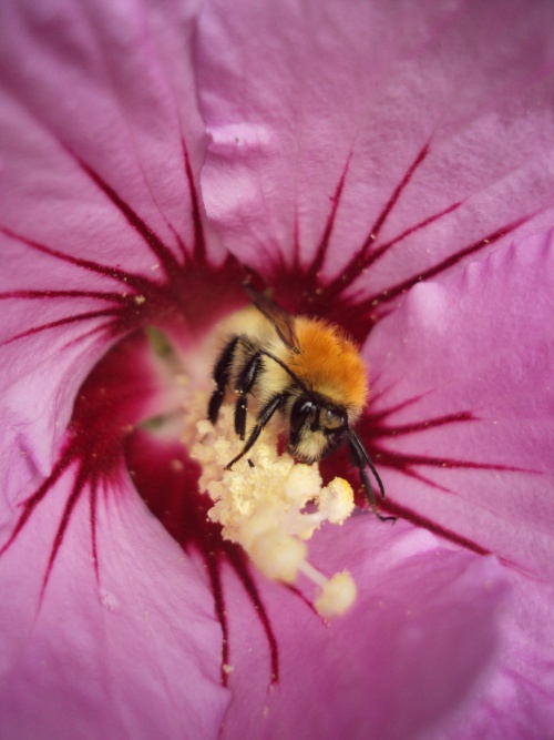 Abeilles et bourdons, des insectes indispensables à notre survie!