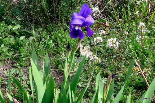 Les fleurs des iris (1)