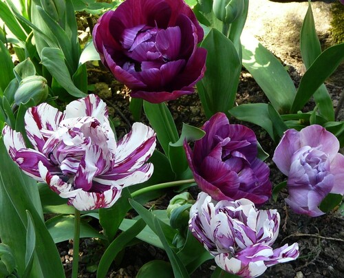 Tulipe panachée double