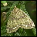 Galerie LEPIDOPTERES - HETEROCERES - Papillons de Nuit.