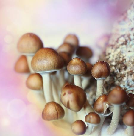 La psilocybine contenue dans certains champignons hallucinogènes a montré des résultats encourageants chez certains patients souffrant de dépression. © gilaxia, istockphoto.com