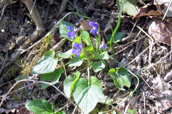 P3 - Les violettes