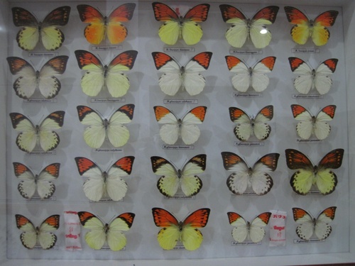 Papillons de Bali 4