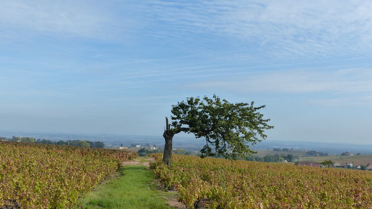 Le Mont Brouilly..