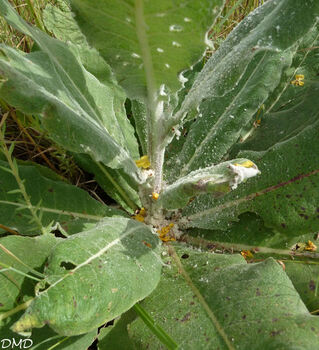 Verbascum pulverulentum  -  molène pulvérulente