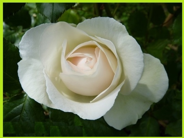 'Blanc Pierre de Ronsard'