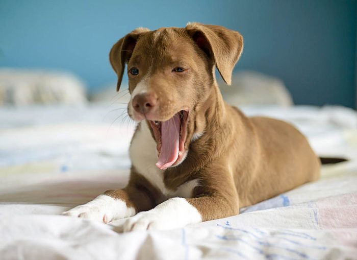 Expressions faciales chez le chien : le bâillement est un signe de fatigue.