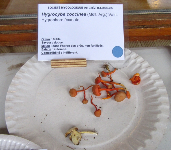 Voici la plupart des espèces de champignons, récoltées lors du séjour de la Société Mycologique du Châtillonnais dans le Morvan