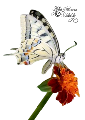 Papillons création 7