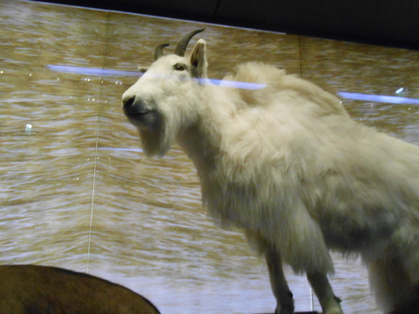 Muséum Histoire Naturelle