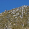 Vautour fauve (Gyps fulvus) près du sommet du Paradis