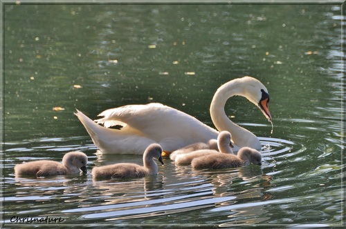 Cygne tuberculé et sa petite famille