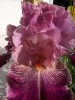 Iris de jardin Barocco